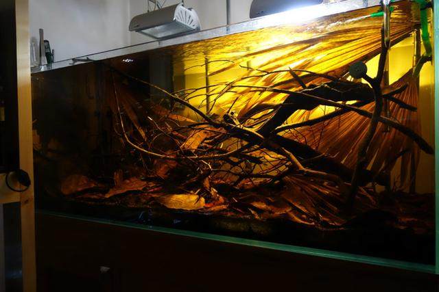 150cm南美风格原生缸 沉浸式自然景观与顶尖器材搭配指南